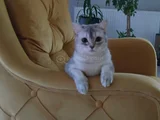 Gölgenay Hanım