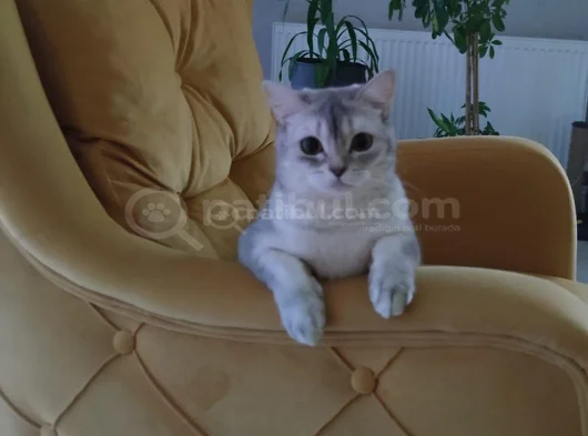 Gölgenay Hanım görsel