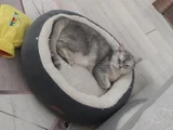 Gölgenay Hanım