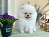 Mi̇ni̇ Ve Teacup Pomerani̇an Boo