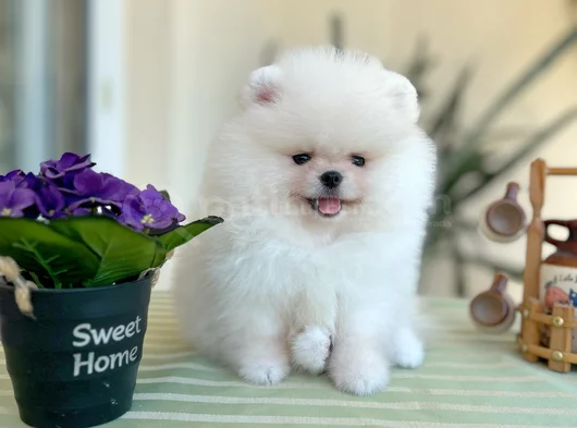 Mi̇ni̇ Ve Teacup Pomerani̇an Boo görsel