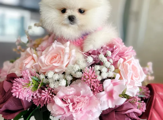 Mi̇ni̇ Ve Teacup Pomerani̇an Boo görsel