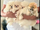 MİNİ ve TEACUP POMERANİAN BOO