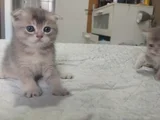 Dünyalar Tatlısı Eğik Kulaklı Scottish Fold Yavrularım
