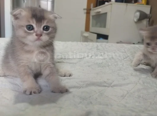 Dünyalar Tatlısı Eğik Kulaklı Scottish Fold Yavrularım görsel