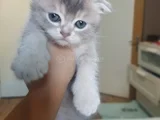 Dünyalar Tatlısı Eğik Kulaklı Scottish Fold Yavrularım