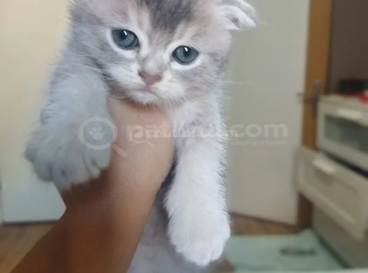 Dünyalar Tatlısı Eğik Kulaklı Scottish Fold Yavrularım görsel