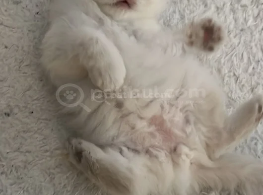 Upuzun Tüylü Safkan Güzel British Longhair Yavrularım görsel