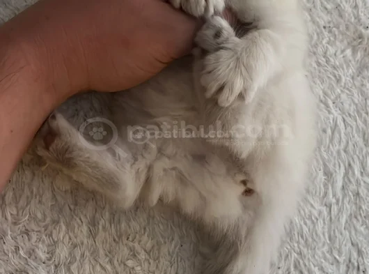 Upuzun Tüylü Safkan Güzel British Longhair Yavrularım görsel