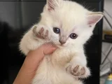 Sapsarı Golden ve Bembeyaz british shorthair yavrularım