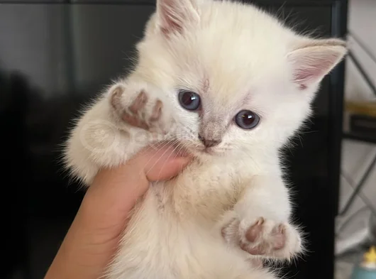 Sapsarı Golden Ve Bembeyaz British Shorthair Yavrularım