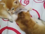 Sapsarı Golden Ve Bembeyaz British Shorthair Yavrularım