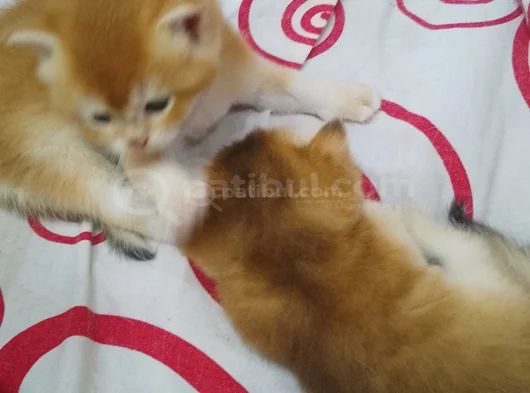 Sapsarı Golden Ve Bembeyaz British Shorthair Yavrularım görsel