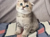Dünyalar tatlısı eğik kulaklı scottish fold yavrularım