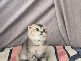 Dünyalar Tatlısı Eğik Kulaklı Scottish Fold Yavrularım