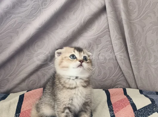Dünyalar Tatlısı Eğik Kulaklı Scottish Fold Yavrularım görsel