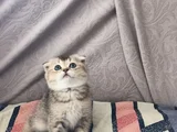 Dünyalar Tatlısı Eğik Kulaklı Scottish Fold Yavrularım