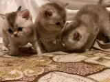 Birbirinden güzel cins yavrularım