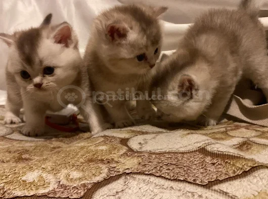 Birbirinden Güzel Cins Yavrularım