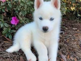 Safkan Dişi Erkek Husky Sibirya Kurdu Yavrularımız