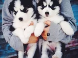 Safkan dişi erkek husky sibirya kurdu yavrularımız
