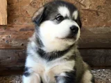 Safkan Dişi Erkek Husky Sibirya Kurdu Yavrularımız