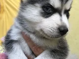 Safkan Dişi Erkek Husky Sibirya Kurdu Yavrularımız