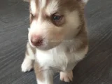 Safkan Dişi Erkek Husky Sibirya Kurdu Yavrularımız