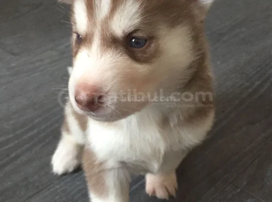 Safkan Dişi Erkek Husky Sibirya Kurdu Yavrularımız görsel