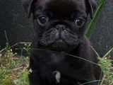 Küçük Dost Sarı - Siyah Dişi Erkek Pug Yavrularımız