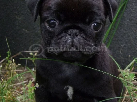 Küçük dost sarı - siyah dişi erkek pug yavrularımız