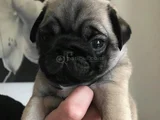Küçük Dost Sarı - Siyah Dişi Erkek Pug Yavrularımız