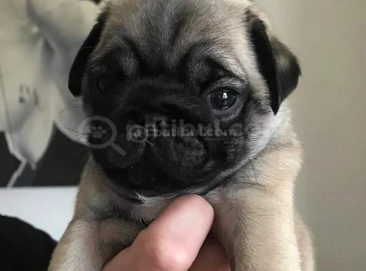 Küçük Dost Sarı - Siyah Dişi Erkek Pug Yavrularımız görsel