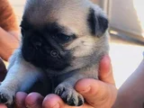 Küçük Dost Sarı - Siyah Dişi Erkek Pug Yavrularımız