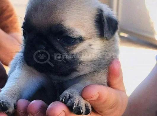 Küçük Dost Sarı - Siyah Dişi Erkek Pug Yavrularımız görsel