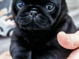 Küçük Dost Sarı - Siyah Dişi Erkek Pug Yavrularımız