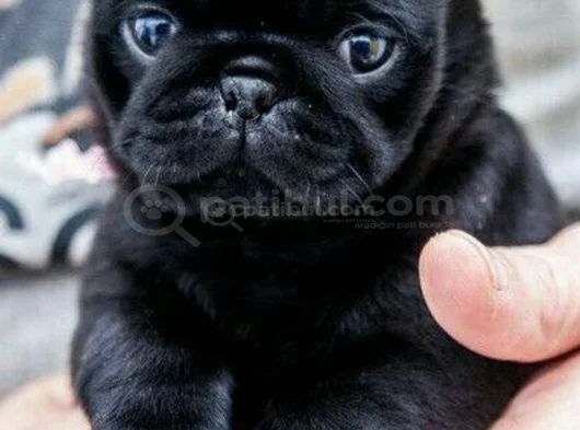 Küçük Dost Sarı - Siyah Dişi Erkek Pug Yavrularımız görsel
