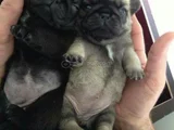 Küçük Dost Sarı - Siyah Dişi Erkek Pug Yavrularımız