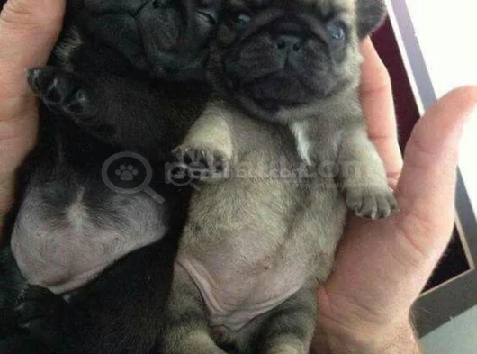 Küçük Dost Sarı - Siyah Dişi Erkek Pug Yavrularımız görsel