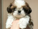 Irk Garantili Dişi Erkek Shih Tzu Yavrularımız