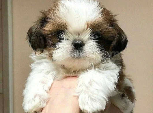 Irk Garantili Dişi Erkek Shih Tzu Yavrularımız görsel