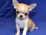 Dişi Erkek Chihuahua Bebeklerimiz