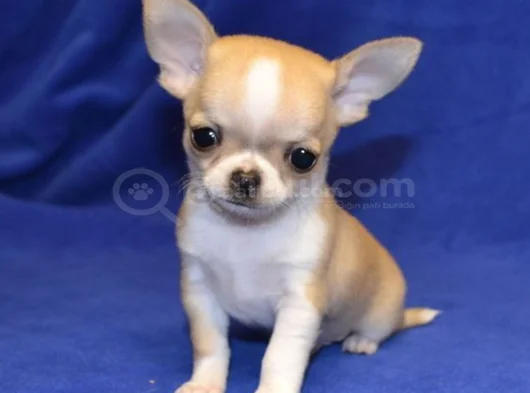 Dişi Erkek Chihuahua Bebeklerimiz görsel