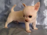 Dişi erkek chihuahua bebeklerimiz