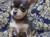 Dişi Erkek Chihuahua Bebeklerimiz