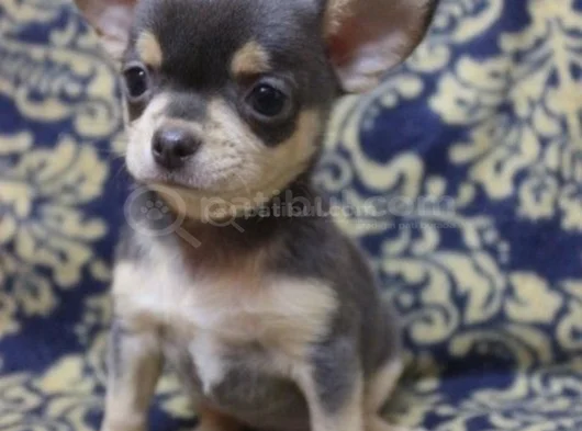 Dişi Erkek Chihuahua Bebeklerimiz görsel