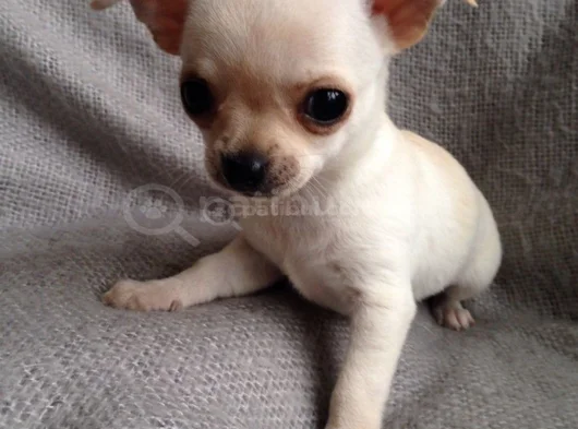 Dişi Erkek Chihuahua Bebeklerimiz görsel