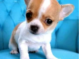 Dişi Erkek Chihuahua Bebeklerimiz