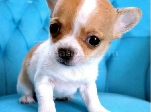 Dişi Erkek Chihuahua Bebeklerimiz görsel