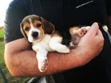 Dişi Erkek Beagle Bebek Yavrularımız
